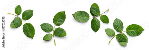 A collection of small rose leaf twigs with five leaves isolated against a flat background.