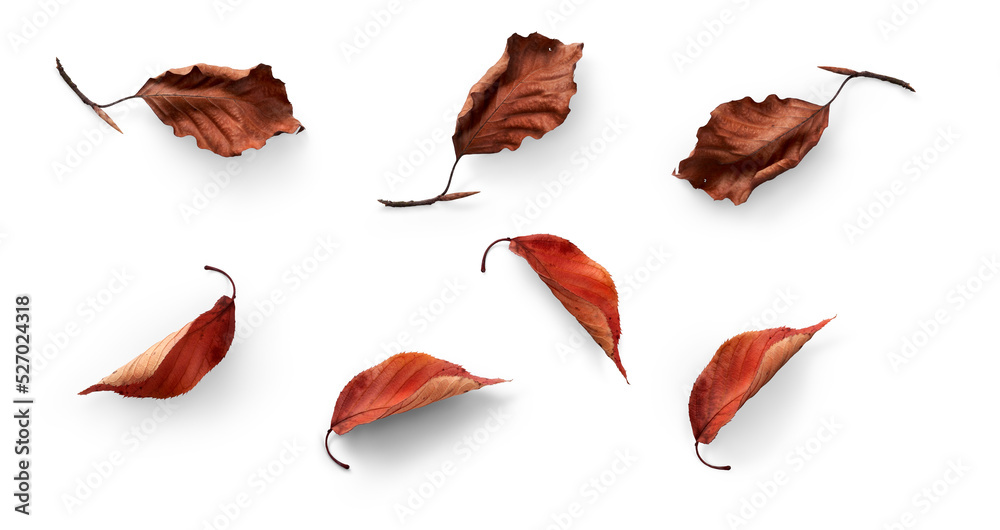 A collection of dried, dry autumn tree leaves isolated on a flat background for autumn designs.