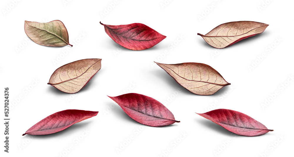 A collection of rustic autumn golden red and brown leaves showing the veins of the leaf isolated on a flat background.