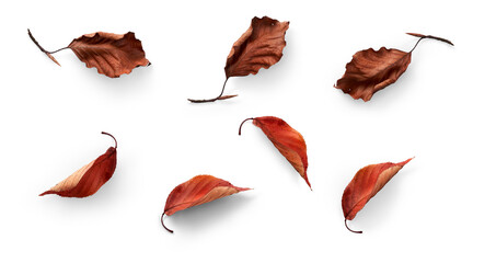 A collection of dried, dry autumn tree leaves isolated on a flat background for autumn designs.