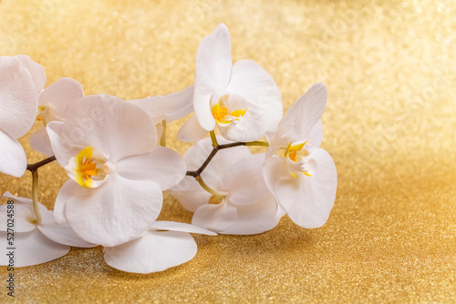 A branch of white orchids on a shiny gold background 