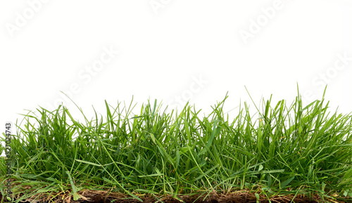Obraz na płótnie Fresh green grass isolated against a transparent background w salonie