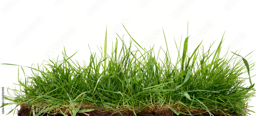 Fresh long green grass isolated against a flat background