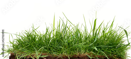 Fresh long green grass isolated against a flat background