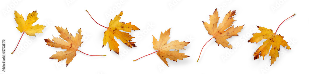 A collection of dry autumn Maple Tree leaves isolated against a flat background. High Resolution.