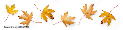 A collection of dry autumn Maple Tree leaves isolated against a flat background. High Resolution.