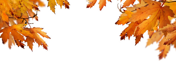 The golden orange brown colour of maple tree leaves in autumn. Winter tree canopy foliage isolated against a flat background.