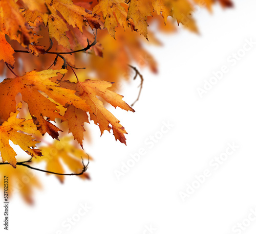 The golden orange brown colour of maple tree leaves in autumn. Winter tree canopy foliage isolated against a flat background.