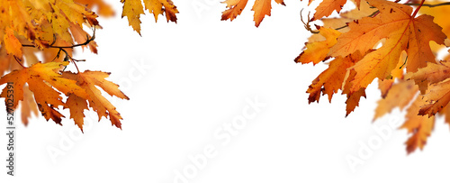 Obraz na płótnie The golden orange brown colour of maple tree leaves in autumn. Winter tree canopy foliage isolated against a flat background. w salonie