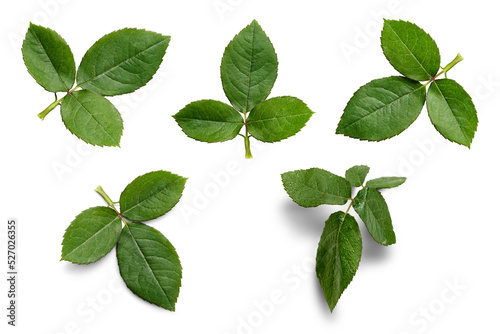 A collection of rose leaf twigs with three leaves isolated against a flat background. photo