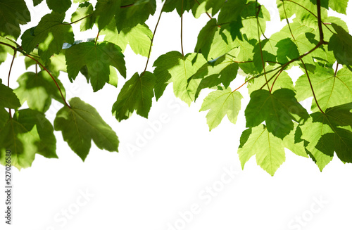 Fresh spring green colour of sycamore tree leaves in summer, tree canopy foliage isolated against a flat background. photo