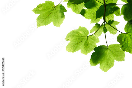Fresh spring green colour of sycamore tree leaves in summer, tree canopy foliage isolated against a flat background. photo