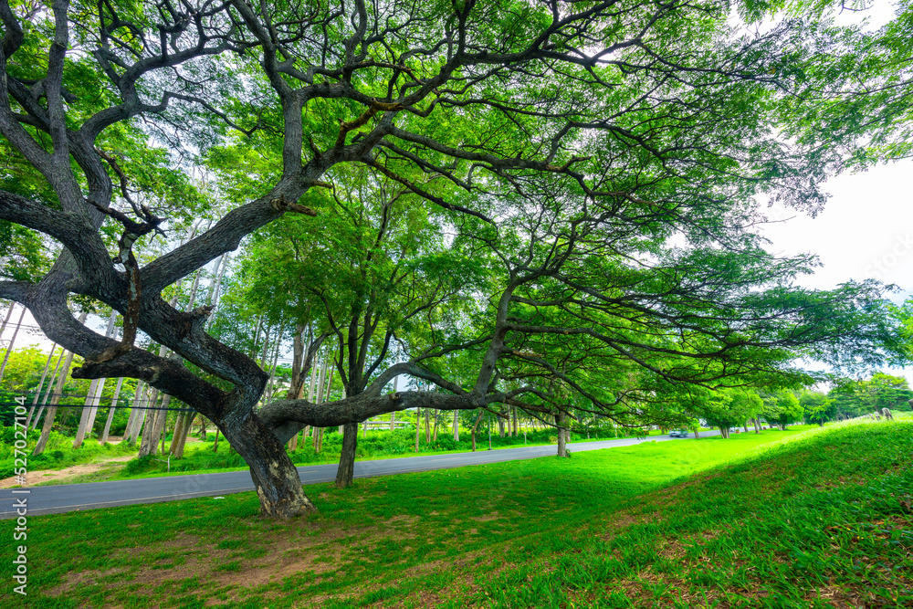 A very large tree with beautiful branches.