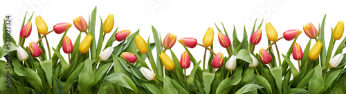 Red, yellow and white tulip flowers and leaves border isolated on a flat background.