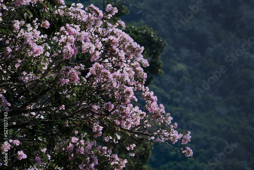 Sri Trang trees are in full bloom purple flowers, mountain background.