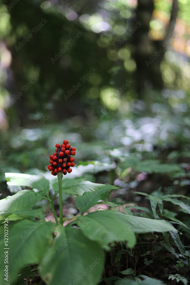 red berries on a bush red berries on a bush