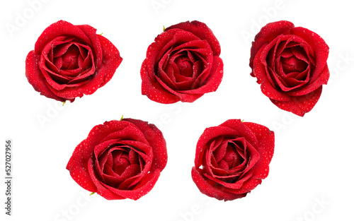 Wet Valentines Red Roses with dew drops isolated on a flat background © Duncan Andison