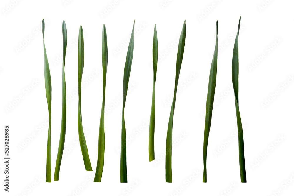 Collection of Daffodil leaves isolated on a flat background.