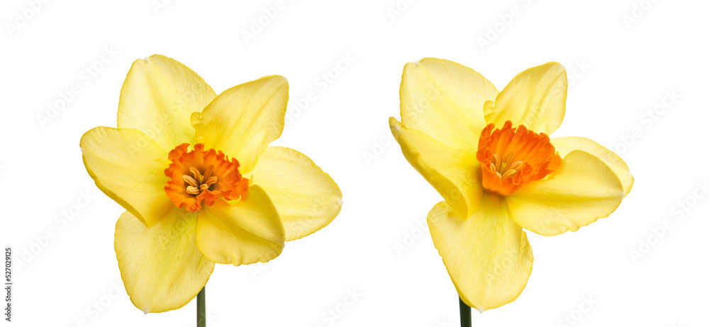 Two yellow daffodil flowers isolated against a flat background.