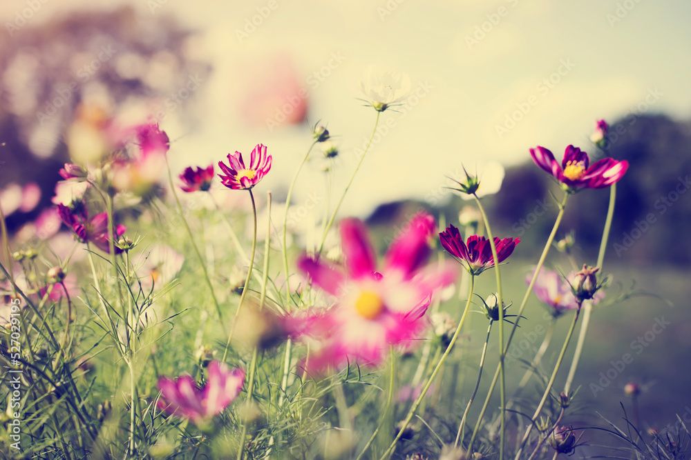 Beautiful landscape summer meadow with flowers