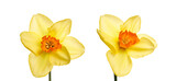 Two yellow daffodil flowers isolated against a flat background.