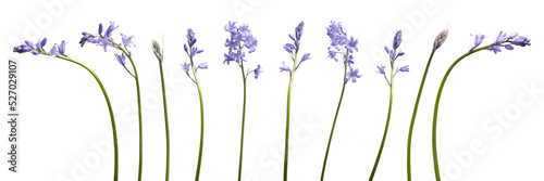 A collection of real bluebell flowers isolated on a flat background