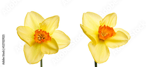 Obraz na płótnie Two yellow daffodil flowers isolated against a flat background. w salonie
