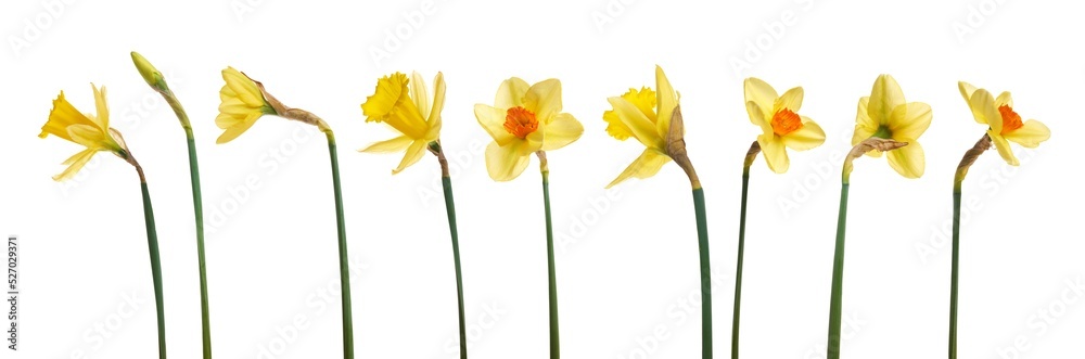 A collection of yellow daffodils flowers isolated against a flat background.