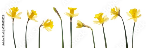 A collection of yellow daffodils flowers isolated against a flat background Fototapeta