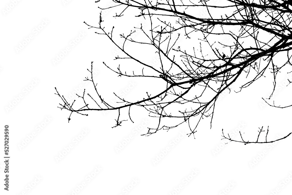 Bare tree branches in winter isolated against a flat background.