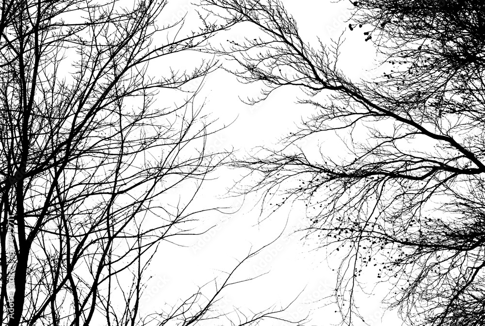 Bare tree branches in winter isolated against a flat background.