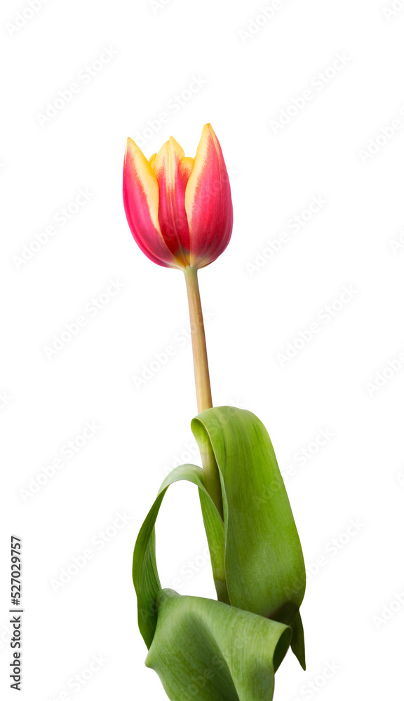 A single red and yellow tulip flower isolated on a flat background.