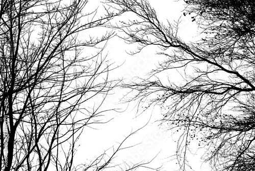 Obraz na płótnie Bare tree branches in winter isolated against a flat background. w salonie