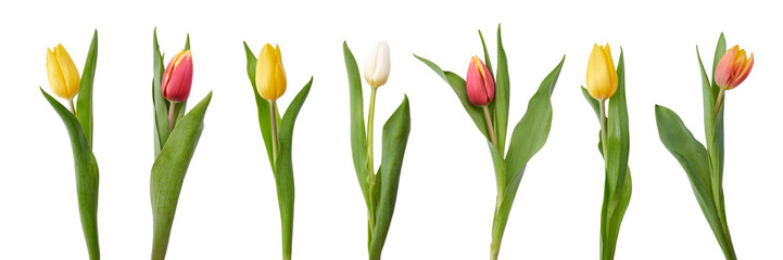 A collection of red and yellow tulip flowers isolated on a flat background.