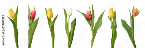 A collection of red and yellow tulip flowers isolated on a flat background. #527029985