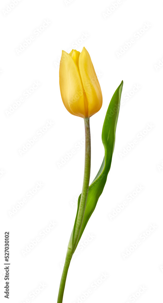 A yellow tulip flower isolated on a flat background
