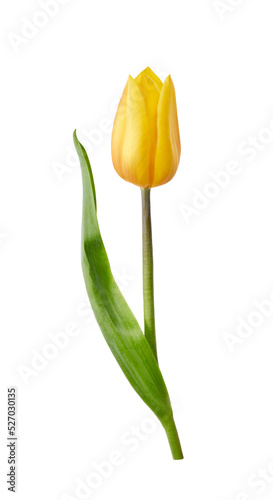 A yellow tulip flower isolated on a flat background