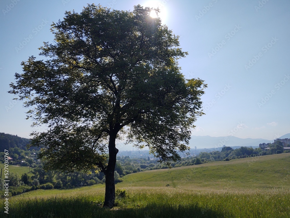 Obraz premium Abandoned walnut or cherry tree on meadow in nature. Slovakia