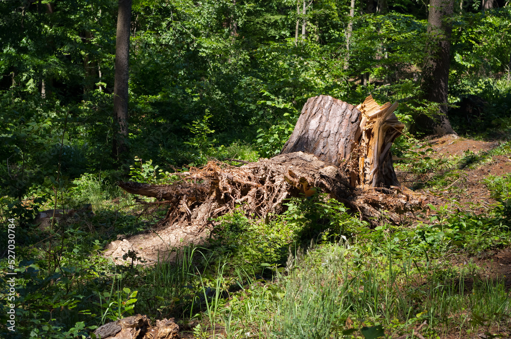 A stump that remained after an old tree was felled. A stump that remained after an old tree was felled.