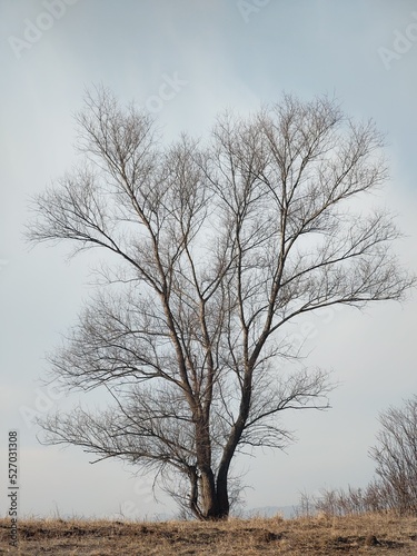 Abandoned walnut or cherry tree on meadow in nature. Slovakia