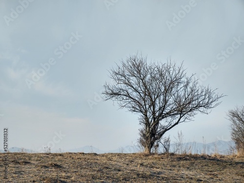 Abandoned walnut or cherry tree on meadow in nature. Slovakia