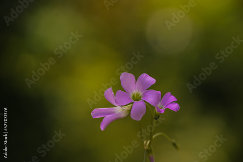 scientific name butterfly flower (Oxalis) taken at close range with blur background