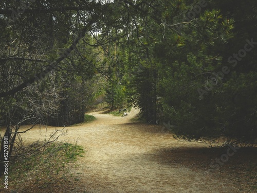 Slika na platnu Enchanted forest with multiple pathways