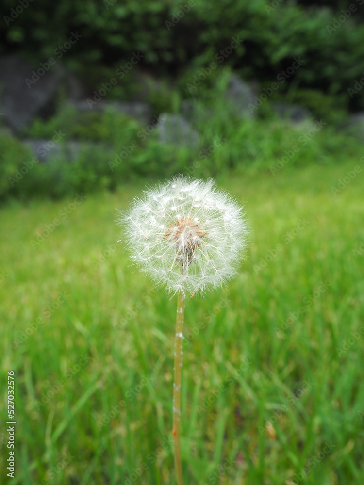 Dandelion in grass field, Paju, South Korea Dandelion in grass field, Paju, South Korea
