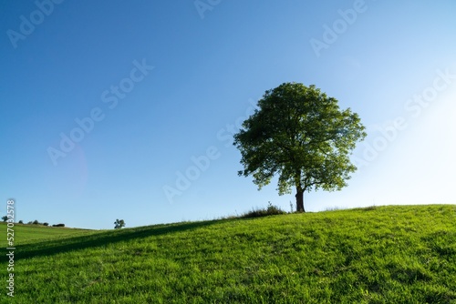 Abandoned walnut or cherry tree on meadow in nature. Slovakia