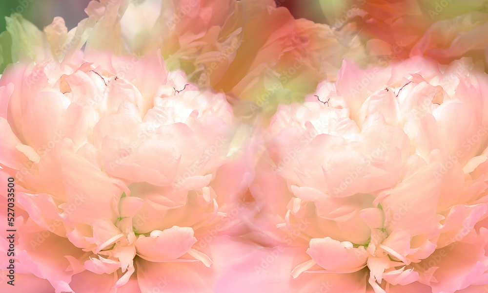 Floral pink  background. Flowers and peony petals. Flower composition. Nature.