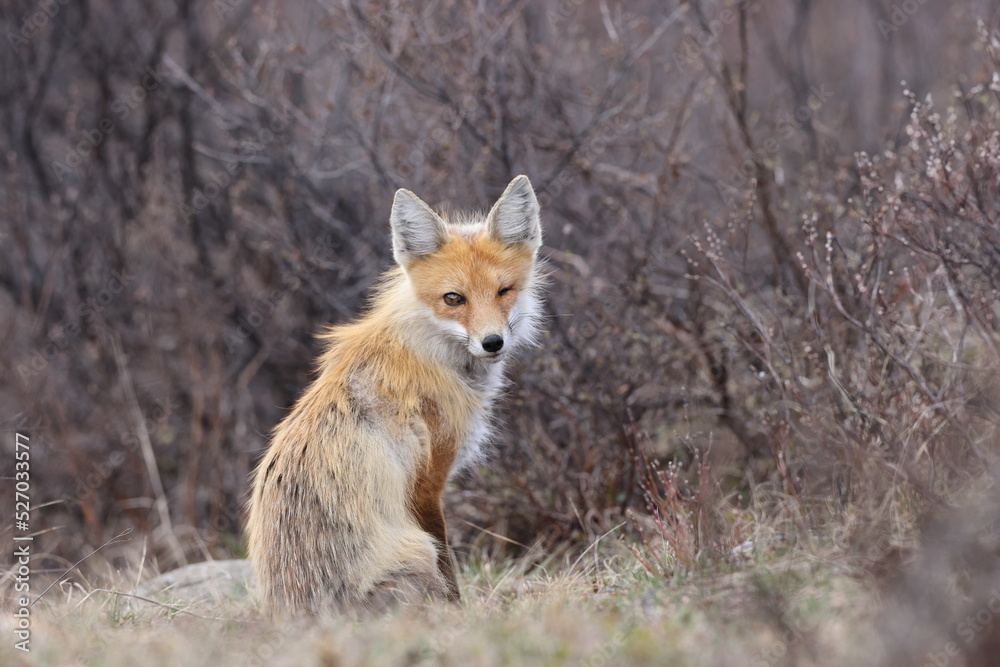 Fox, Banff National Park, Alberta, Canada Fox, Banff National Park, Alberta, Canada