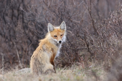Fox, Banff National Park, Alberta, Canada © Frank Fichtmüller