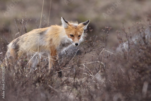Fox, Banff National Park, Alberta, Canada © Frank Fichtmüller