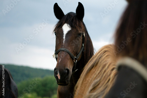 arabian brown horses in the field